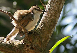 Bicolored Wren