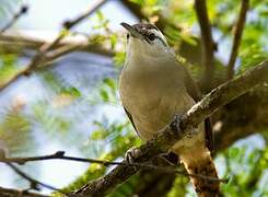 Superciliated Wren