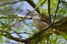 Superciliated Wren