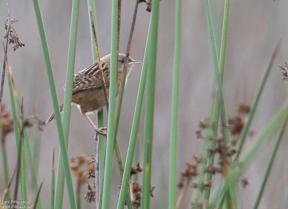 Troglodyte d'Apolinar, identification