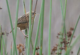 Apolinar's Wren