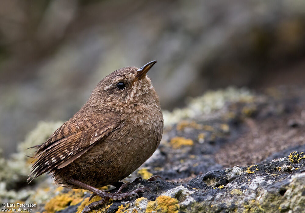 Pacific Wren