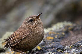 Pacific Wren