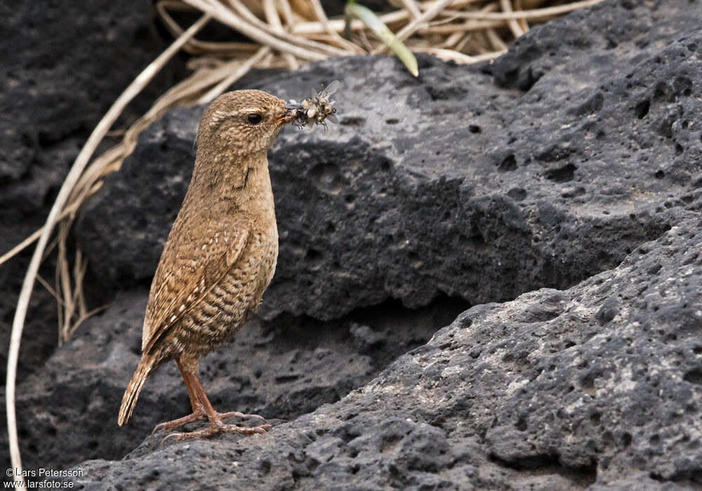 Pacific Wren