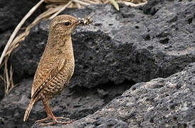 Pacific Wren