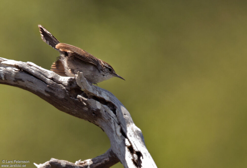 Bewick's Wren