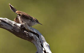 Bewick's Wren