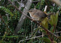 Grass Wren