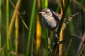 Grass Wren