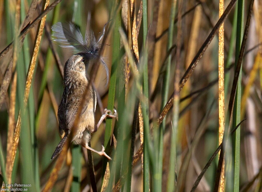 Grass Wren