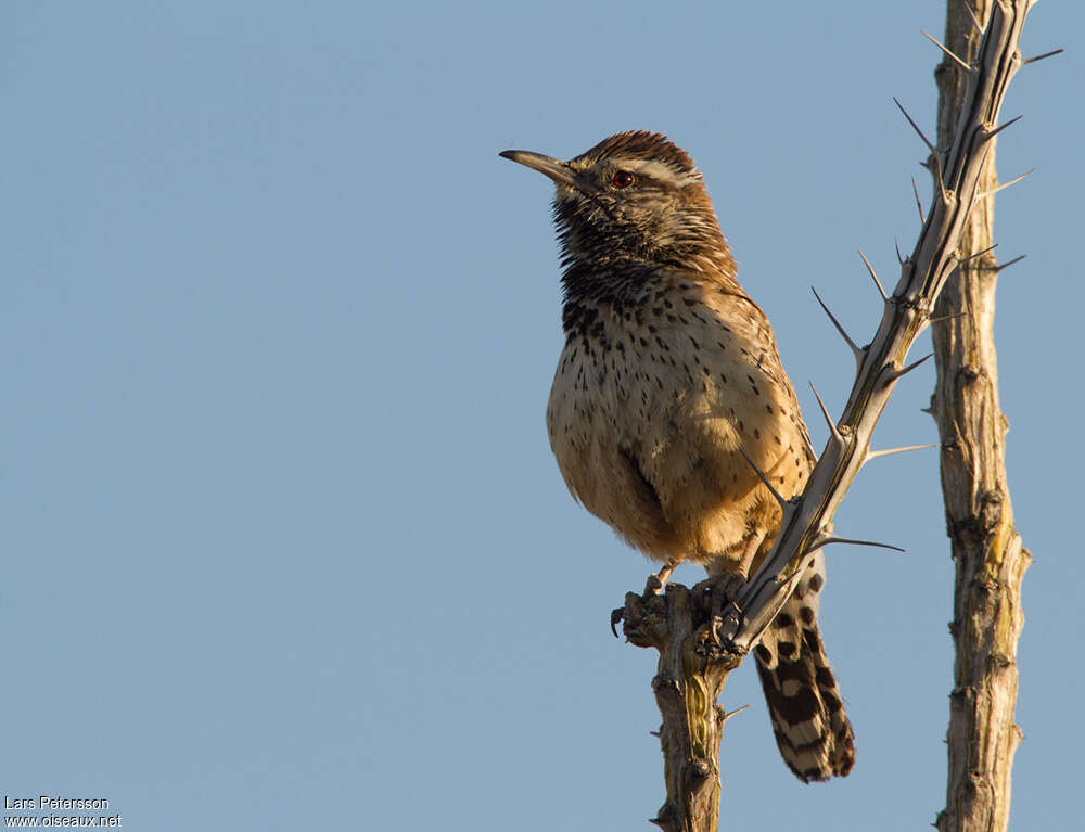 Cactus Wren, pigmentation, Behaviour