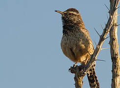 Cactus Wren