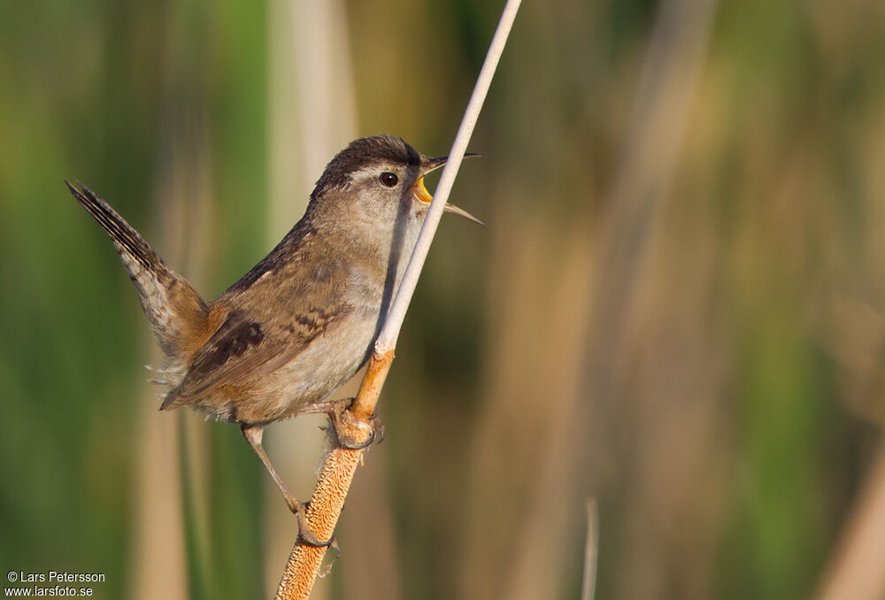 Marsh Wren