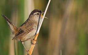 Marsh Wren