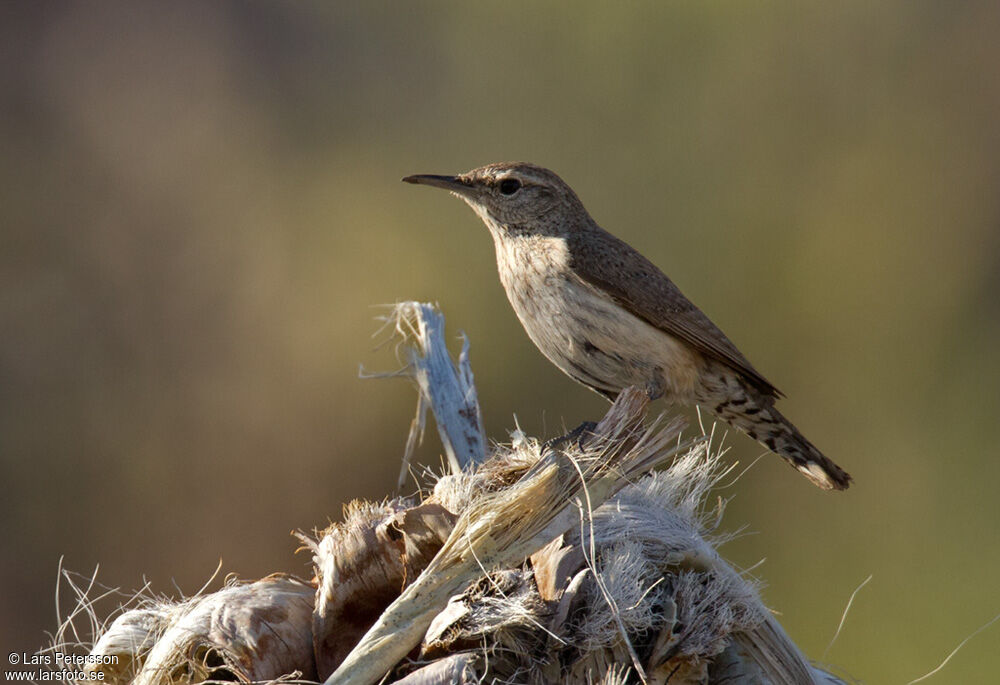 Rock Wren