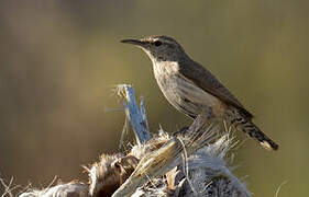 Rock Wren