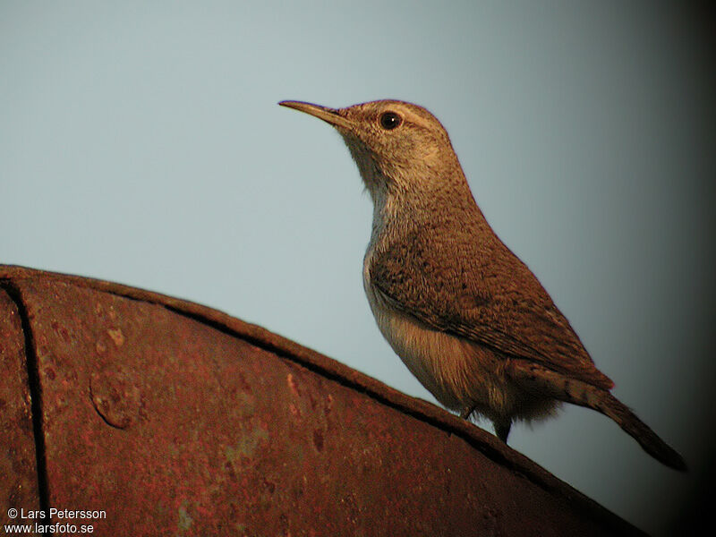 Rock Wren