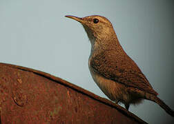 Rock Wren