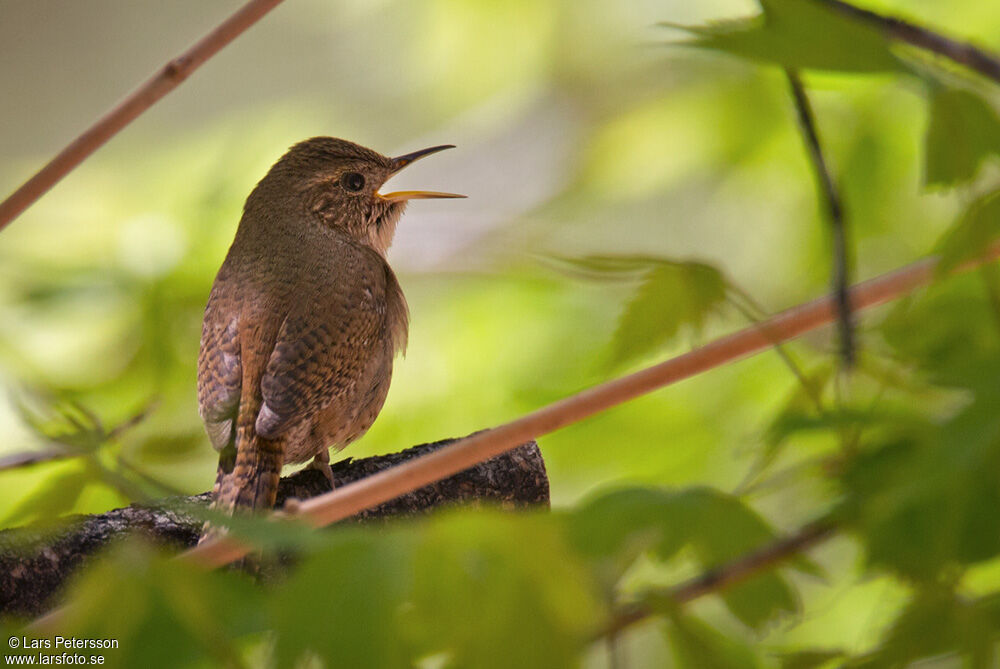 House Wren