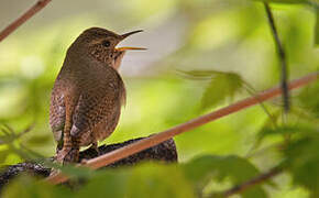 House Wren