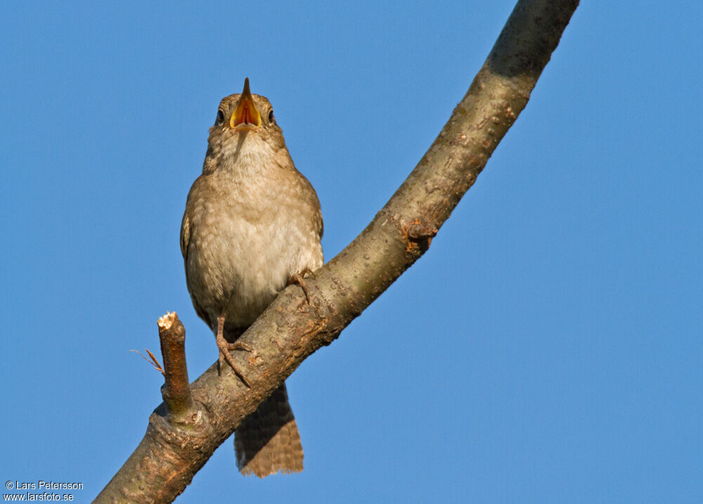 House Wren