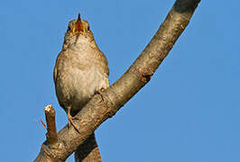 House Wren