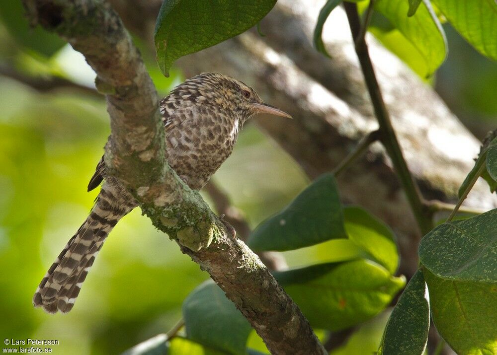 Fasciated Wren