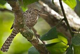 Fasciated Wren