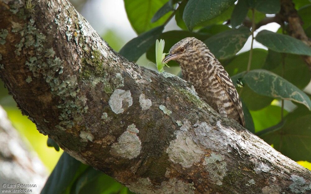 Fasciated Wren