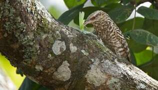 Fasciated Wren