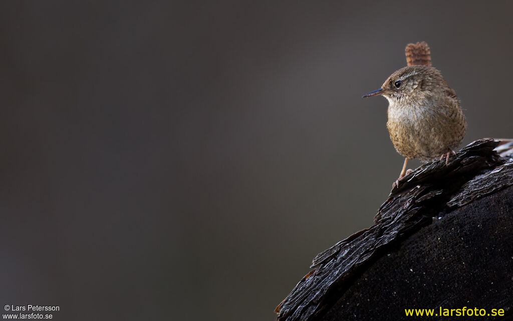 Troglodyte mignon