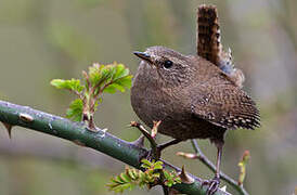 Eurasian Wren