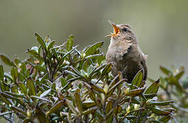 Eurasian Wren