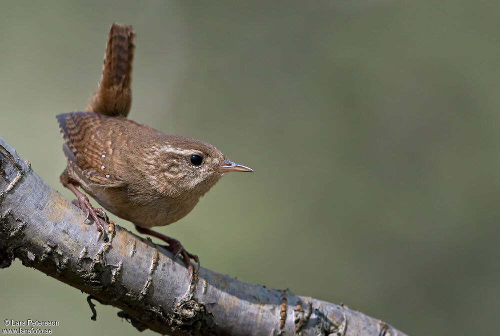 Eurasian Wren