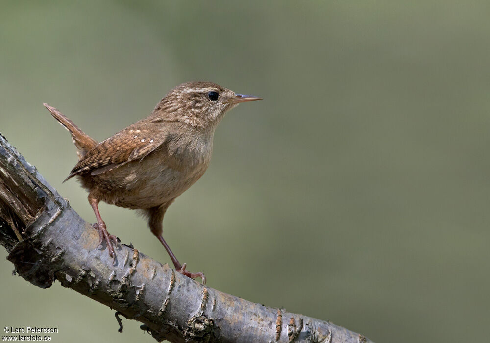 Eurasian Wren