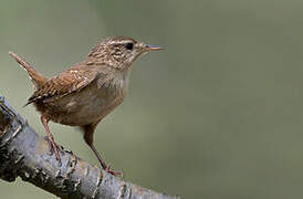 Eurasian Wren