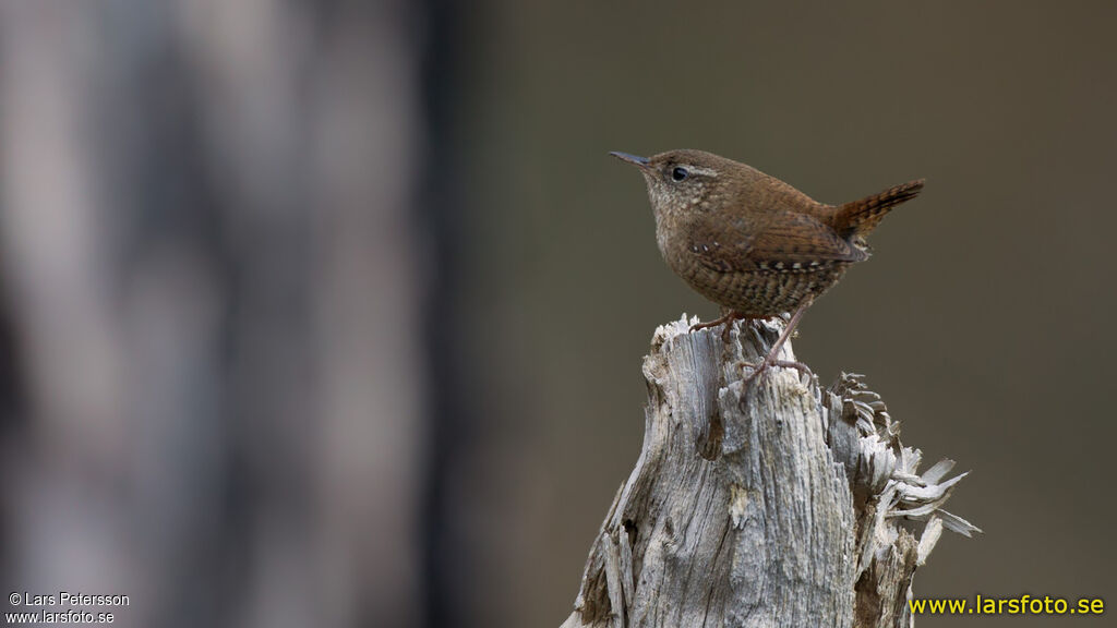 Eurasian Wren