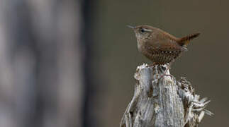 Eurasian Wren