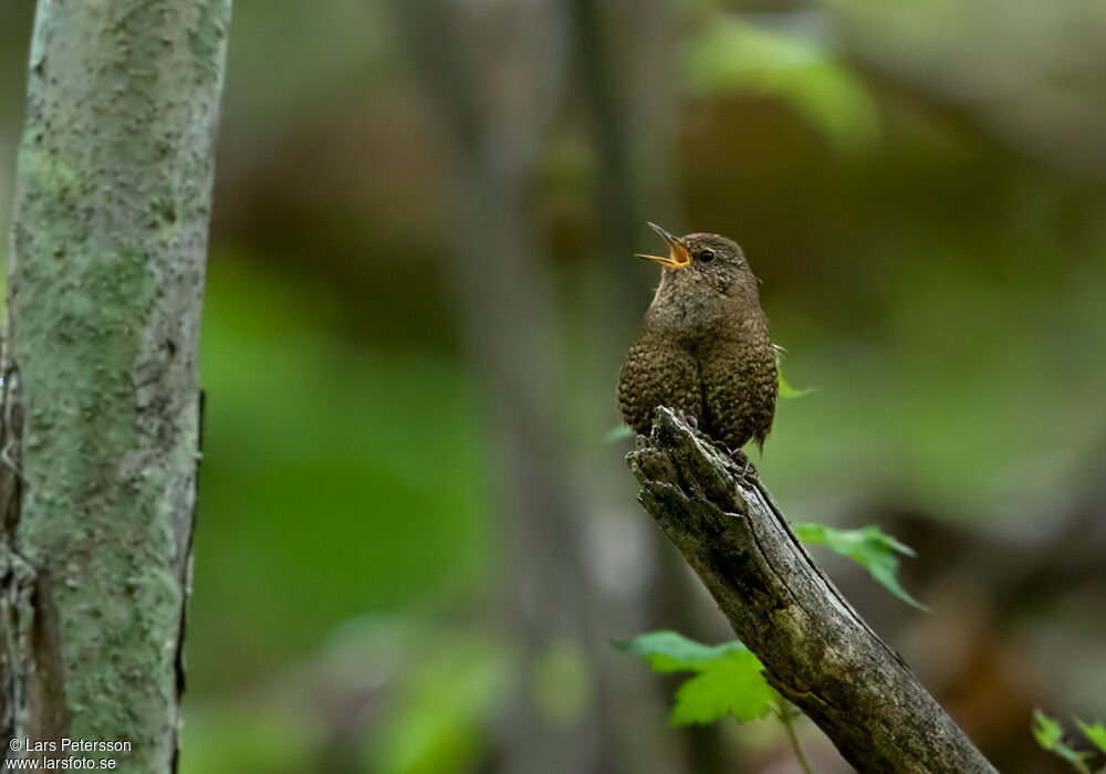 Troglodyte mignon