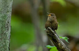 Troglodyte mignon