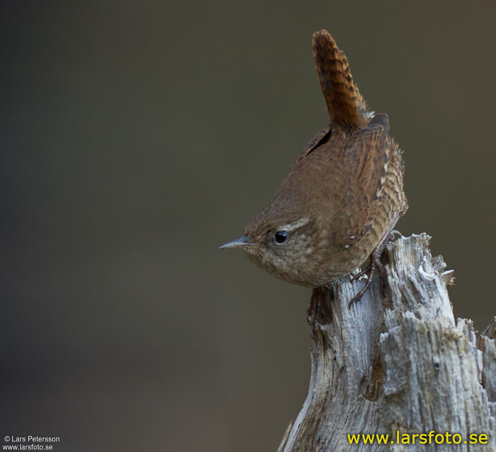 Eurasian Wren