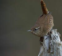 Eurasian Wren