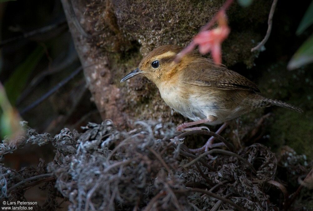 Mountain Wren