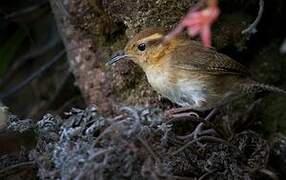 Mountain Wren