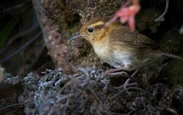 Troglodyte montagnard