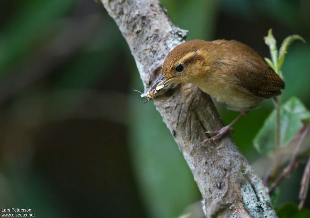 Mountain Wrenadult, pigmentation, feeding habits