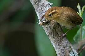 Troglodyte montagnard