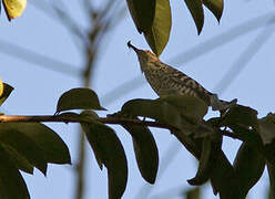 Stripe-backed Wren