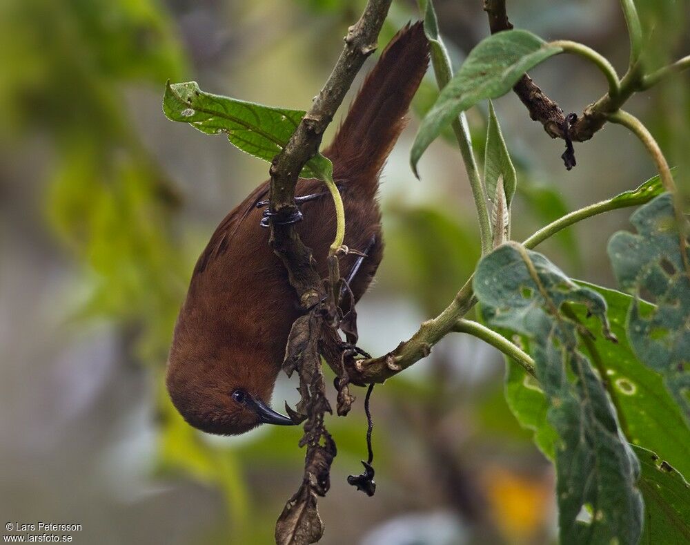 Rufous Wren