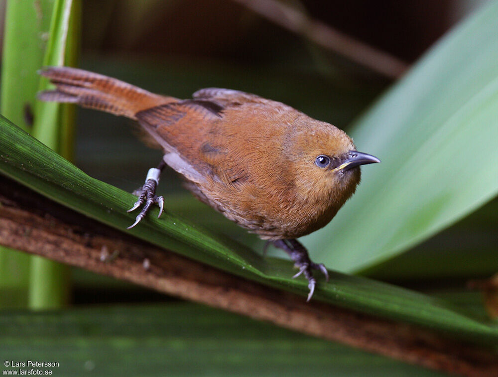 Rufous Wren